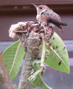 Bird Nesting
